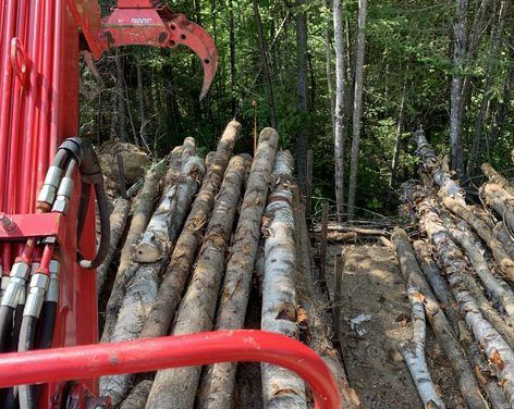 Grumier transportant des troncs d'arbres en forêt.