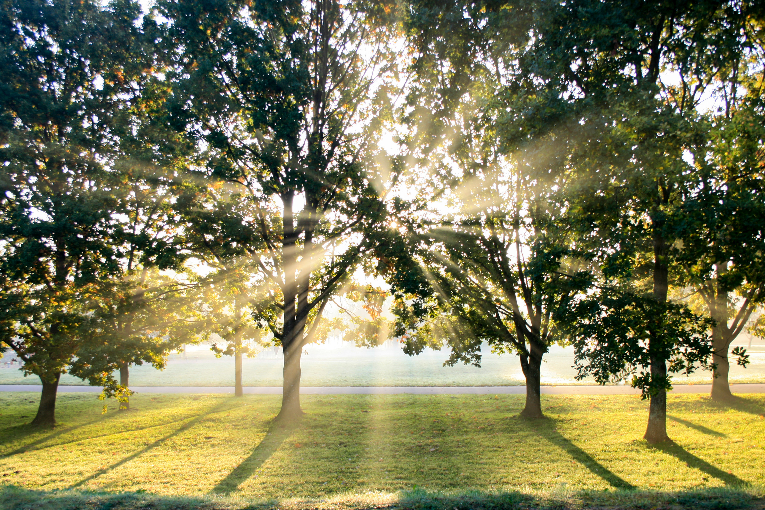 Rayons de soleil à travers les arbres verdoyants.