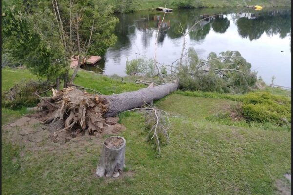 Arbre tombé près d'un lac paisible.
