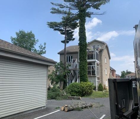 Arbre abattu près d'un bâtiment résidentiel.