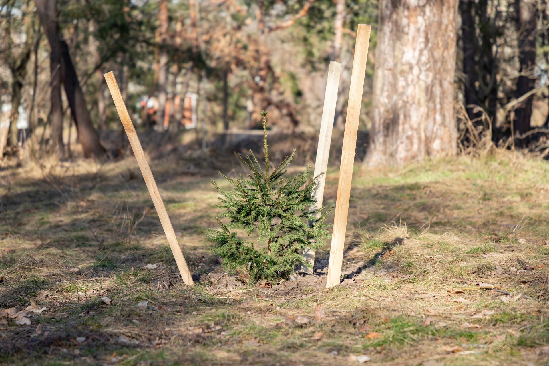Jeune arbre soutenu par deux tuteurs en bois