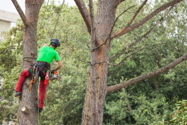 Arboriste élaguant un arbre avec une scie.