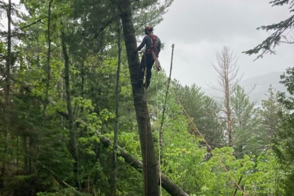 Élagueur grimpant un arbre en forêt.