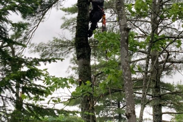 Élagueur grimpe arbre dans une forêt dense.