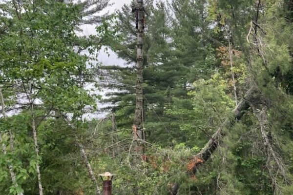 Four à bois sur terrasse en bois, forêt verdoyante.