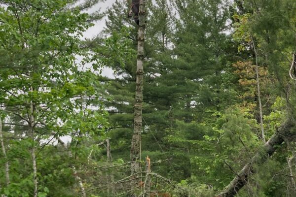 Homme au sommet d'un arbre en forêt.