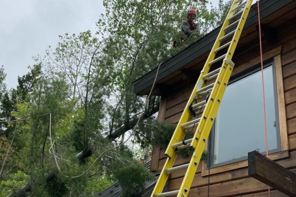 Homme sur le toit avec échelle et arbre.
