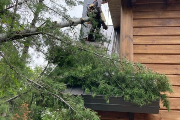 Arbre tombé sur le toit d'une maison en bois.