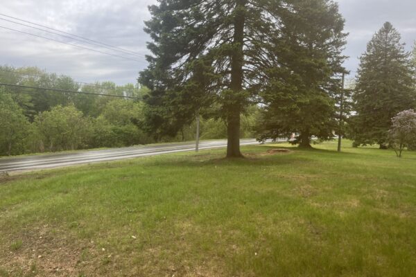 Jardin verdoyant avec arbres le long de la route.
