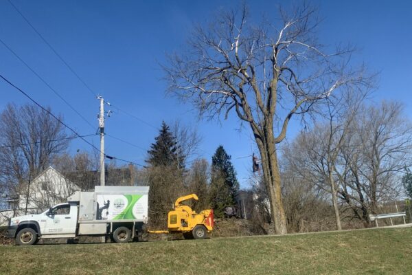 Camion d'entretien paysager près d'un arbre.