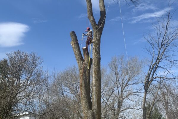 Arboriste coupe haut d'un arbre avec équipement.