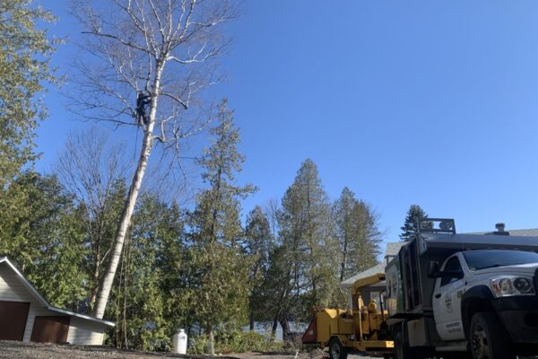 Travailleur coupant un arbre avec un camion-chipper.