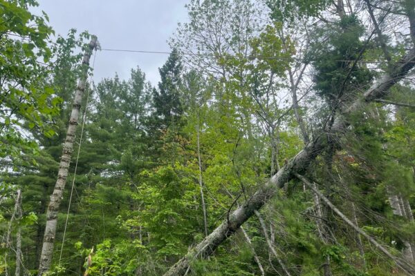 Arbres verts sous ciel nuageux