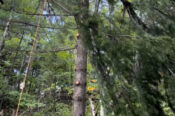 Élagueur grimpant un arbre dans une forêt dense.