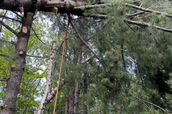 Personne allongée sur une branche d'arbre épineux.