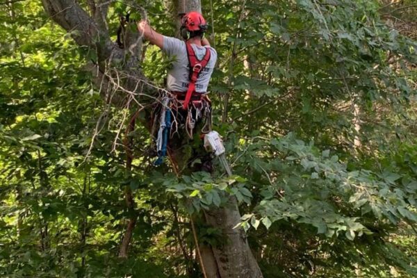 Élagueur travaillant dans un arbre en forêt