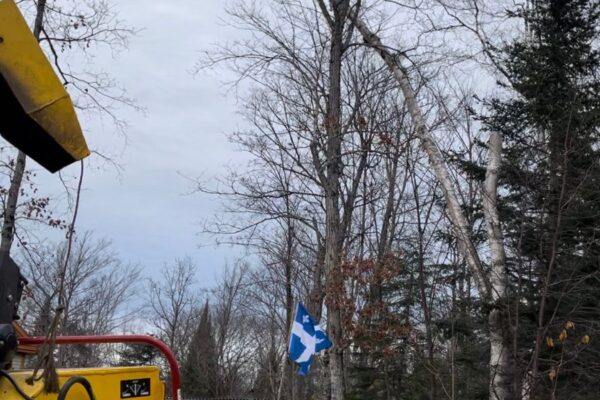 Travailleur sur arbre avec élagage près de machine jaune.