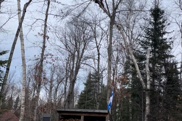 Élagage d'arbres dans une forêt automnale.