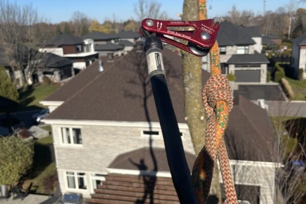 Grimpeur d'arbres avec équipements de sécurité en hauteur.