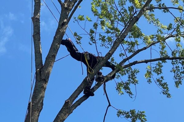 Élagueur grimpant dans un arbre pour entretien.
