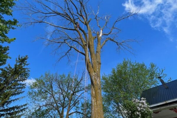 Arbre mort entouré de ciel bleu et maison.