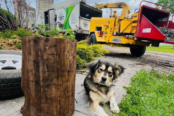 Chien couché devant camion jaune et rondin.