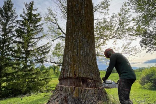 Bûcheron abattant un arbre dans la forêt.