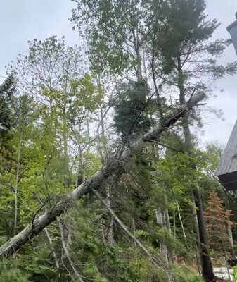 Arbre tombé dans la forêt verdoyante