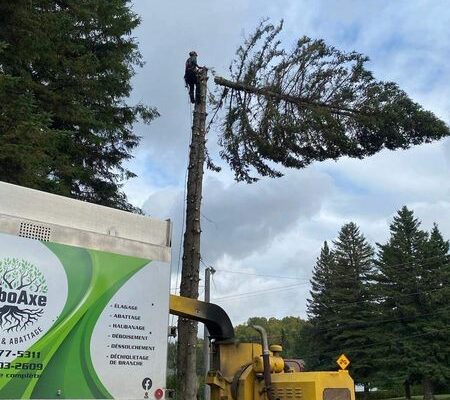 Élagage d'un grand arbre avec équipement spécialisé.