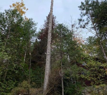 Grand arbre dans la forêt automnale