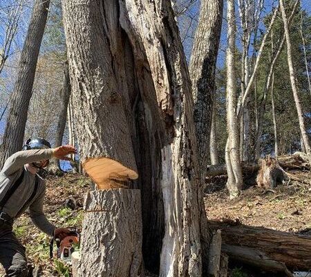 Bûcheron coupant un arbre mort en forêt.