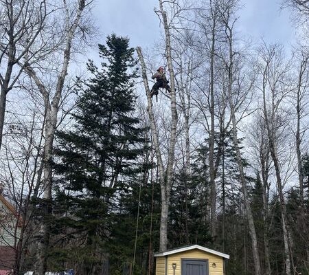 Arboriste grimpe un arbre dans une cour.