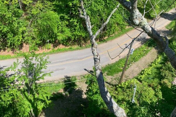 Route sinueuse entourée de forêt verdoyante.