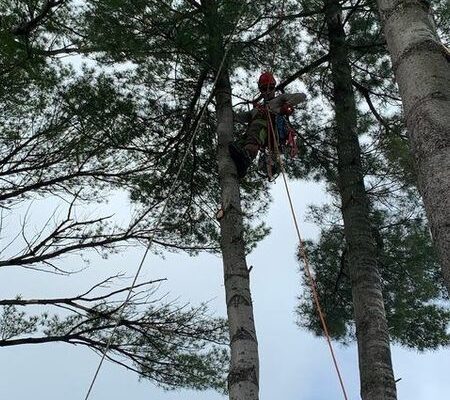 Arboriste escaladant un arbre avec des cordes.