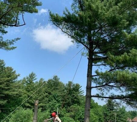 Élagage d'un arbre par un professionnel en sécurité.