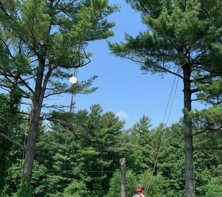 Élagueur travaillant sur arbre haut sous ciel bleu.