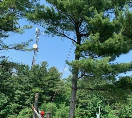 Élagage d'arbres près d'une antenne de télécommunication.