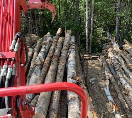 Grue chargeant des grumes dans la forêt