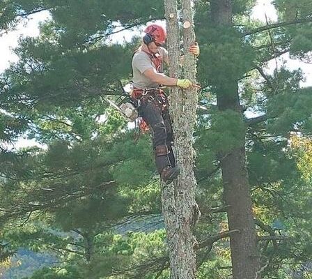Élagueur coupant un arbre en hauteur.