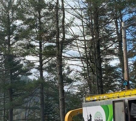 Travailleur en hauteur sur un arbre avec camion.