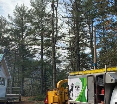 Travailleur sur un arbre avec camion et équipement.