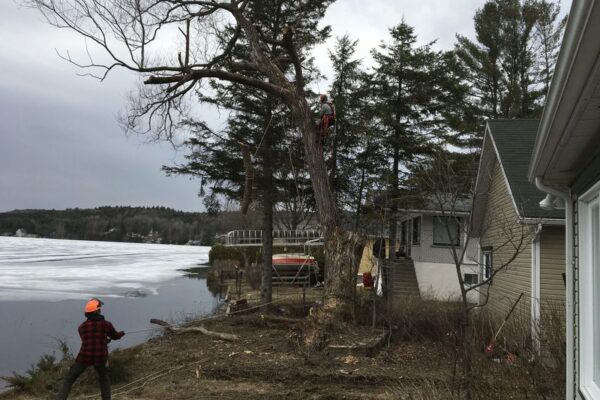 Élagage d'arbres près d'une maison au bord du lac.