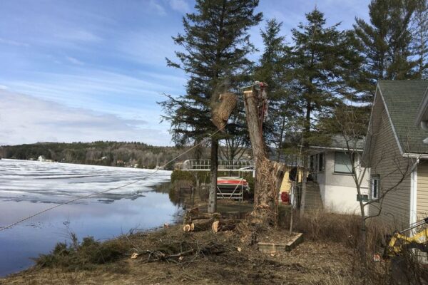 Arbre abattu près d'une maison au bord du lac.