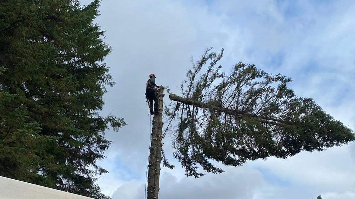 Bûcheron élaguant un arbre en hauteur dans la forêt