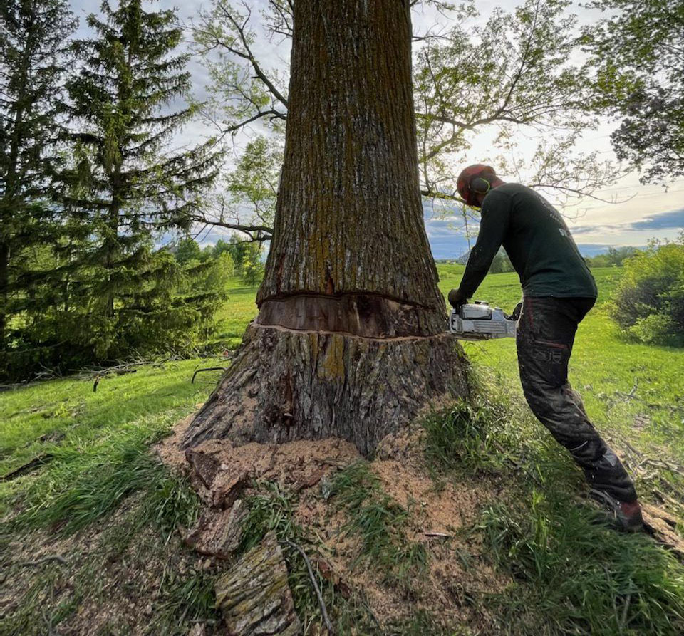 Personne abattant un arbre avec une tronçonneuse