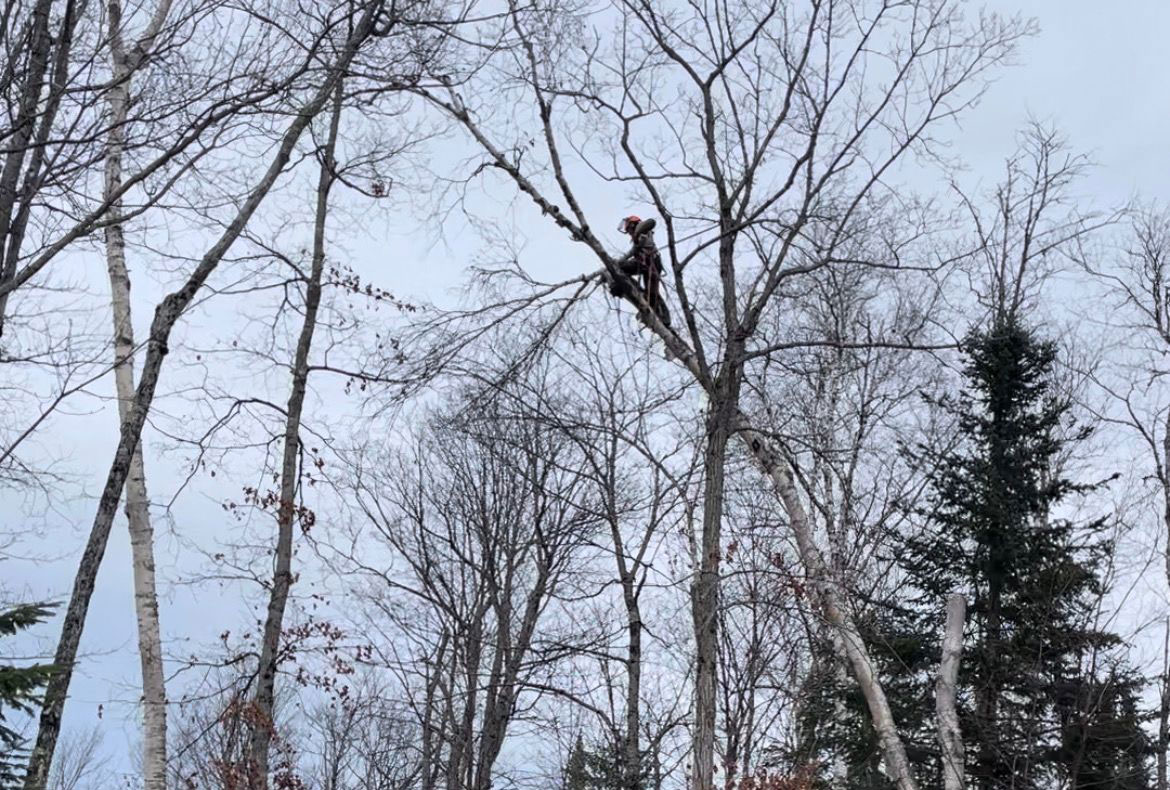Élagueur sur un arbre en hiver.