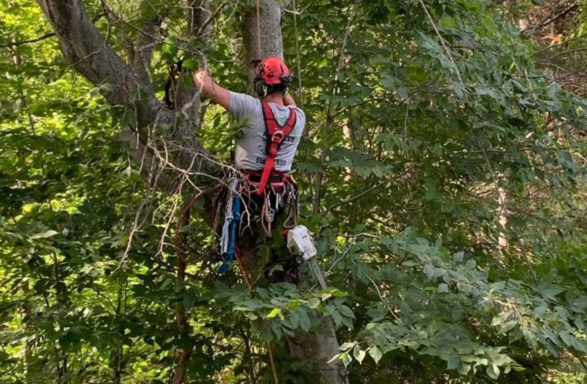 Élagueur dans un arbre avec tronçonneuse et équipement.